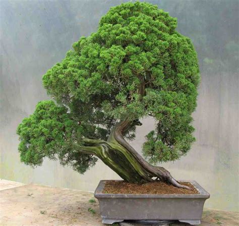 lv bonsai|japanese bonsai trees uk.